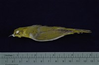 藏品(綠繡眼)的圖片